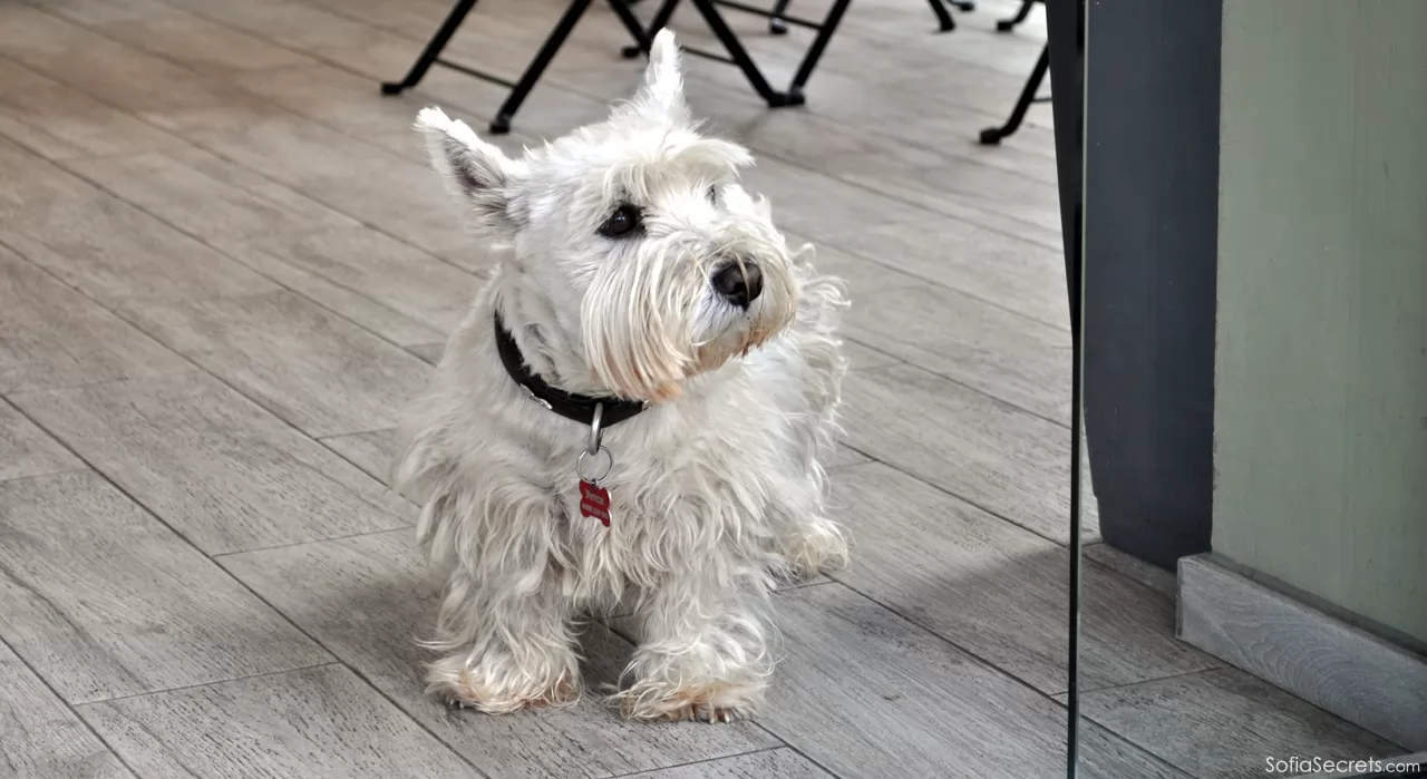 Uetsi dog in Claire, Sofia pastry shop